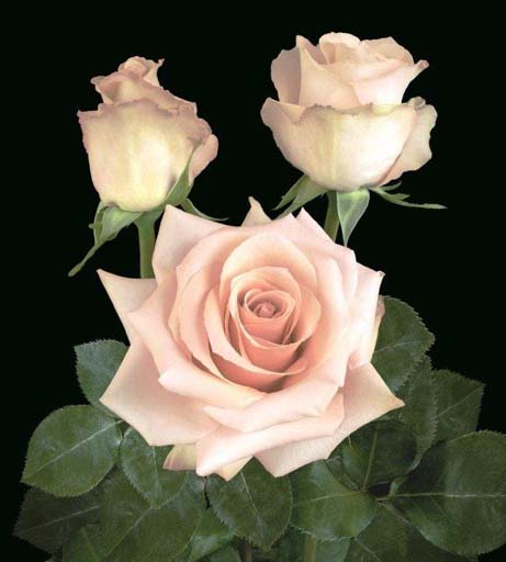 ROSE QUICK SAND 70